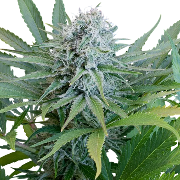 Peach Puree CBD | PHOTOFEM | G13 Labs