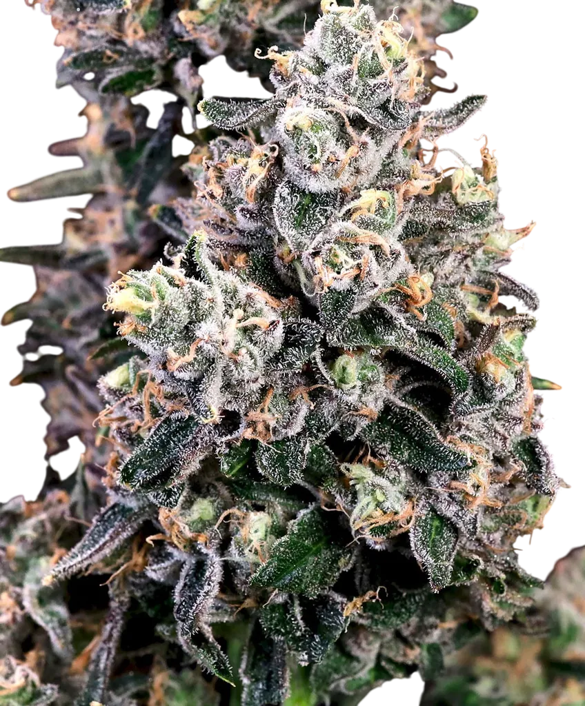 Peanut Butter Bomb FAST | PHOTOFEM | Atlas Seed