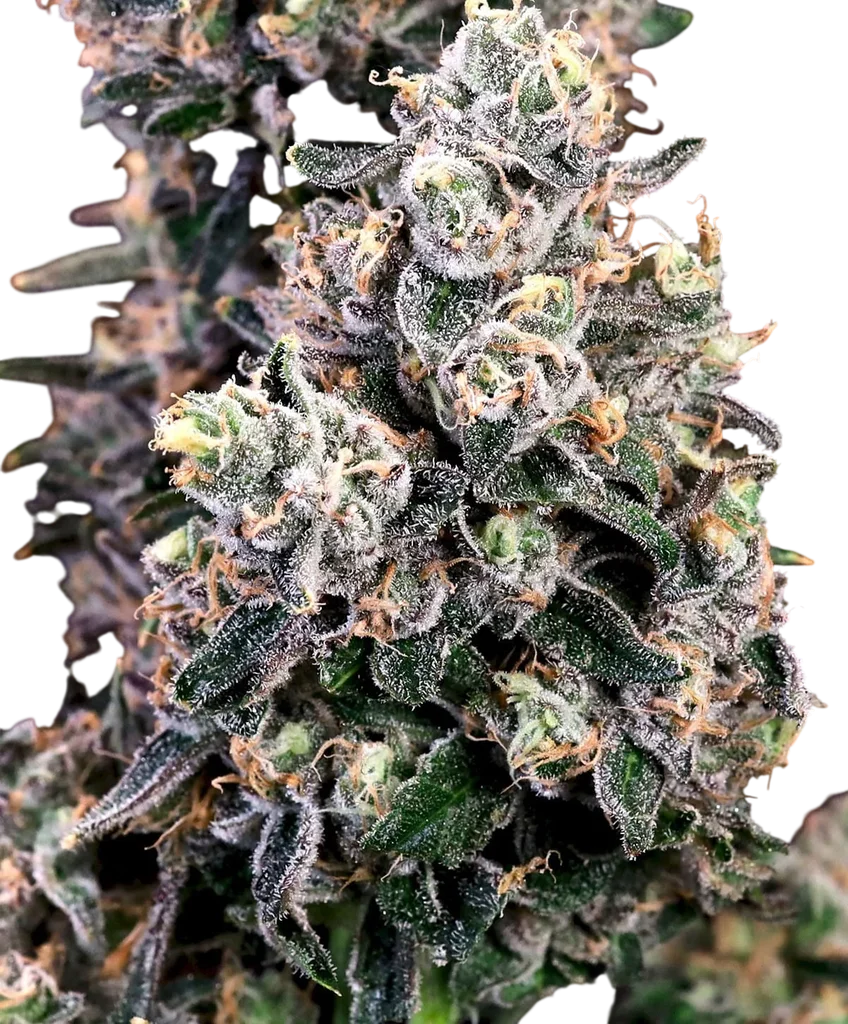 Peanut Butter Bomb FAST | PHOTOFEM | Atlas Seed