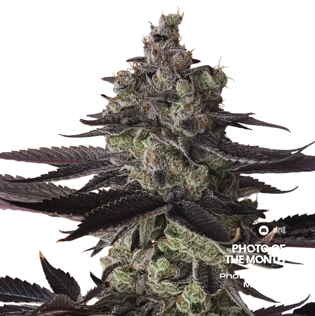 Permanent Pounder | PHOTOFEM | Elev8 Seeds