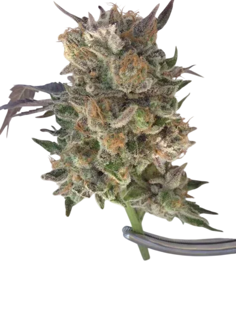 Phantom Kush | PHOTOREG | Grand Daddy Genetics