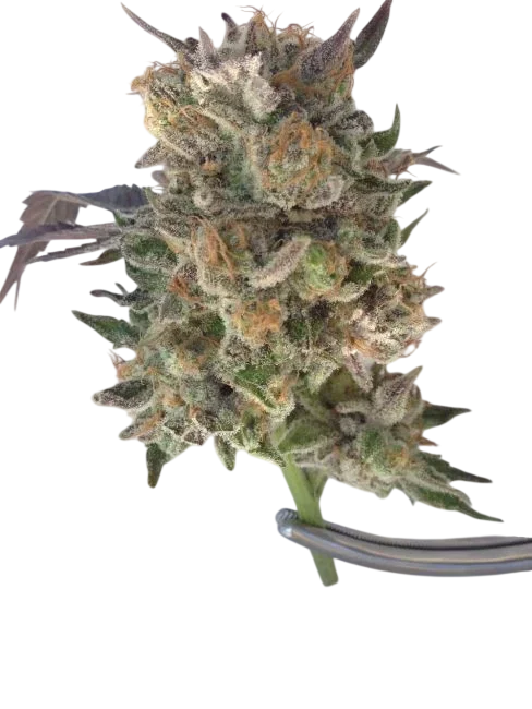 Phantom Kush | PHOTOREG | Grand Daddy Genetics