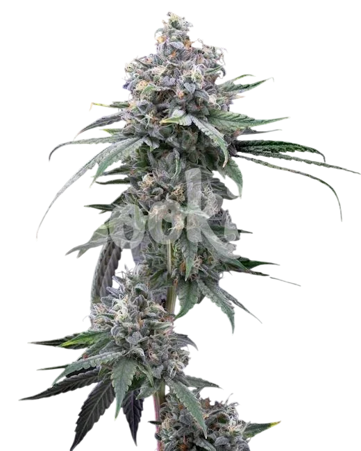 Pie Piss | PHOTOFEM | Cookies Seed Bank