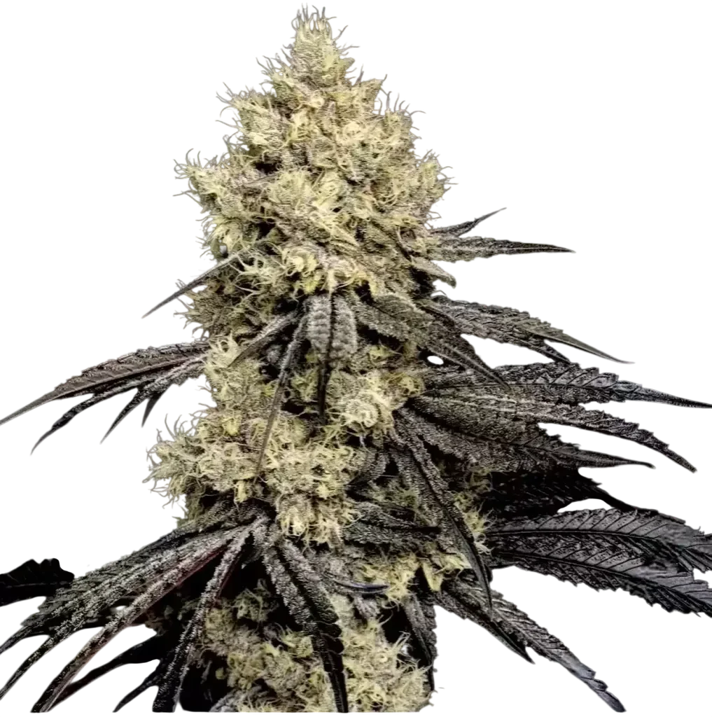 Pillows R1 | PHOTOFEM | Ethos Genetics