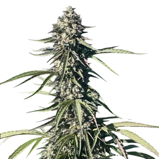 Pillsbury Droboy | PHOTOFEM | Trilogene Seeds