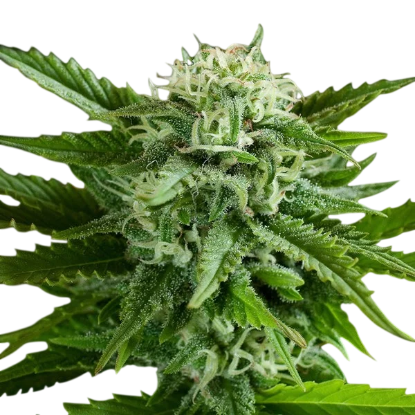 Pineapple Express Auto | AUTOFEM | G13 Labs