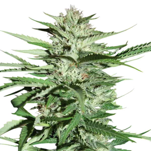 Pineapple Express | PHOTOFEM | G13 Labs