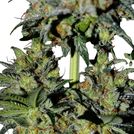 Pineapple Express #2 Auto