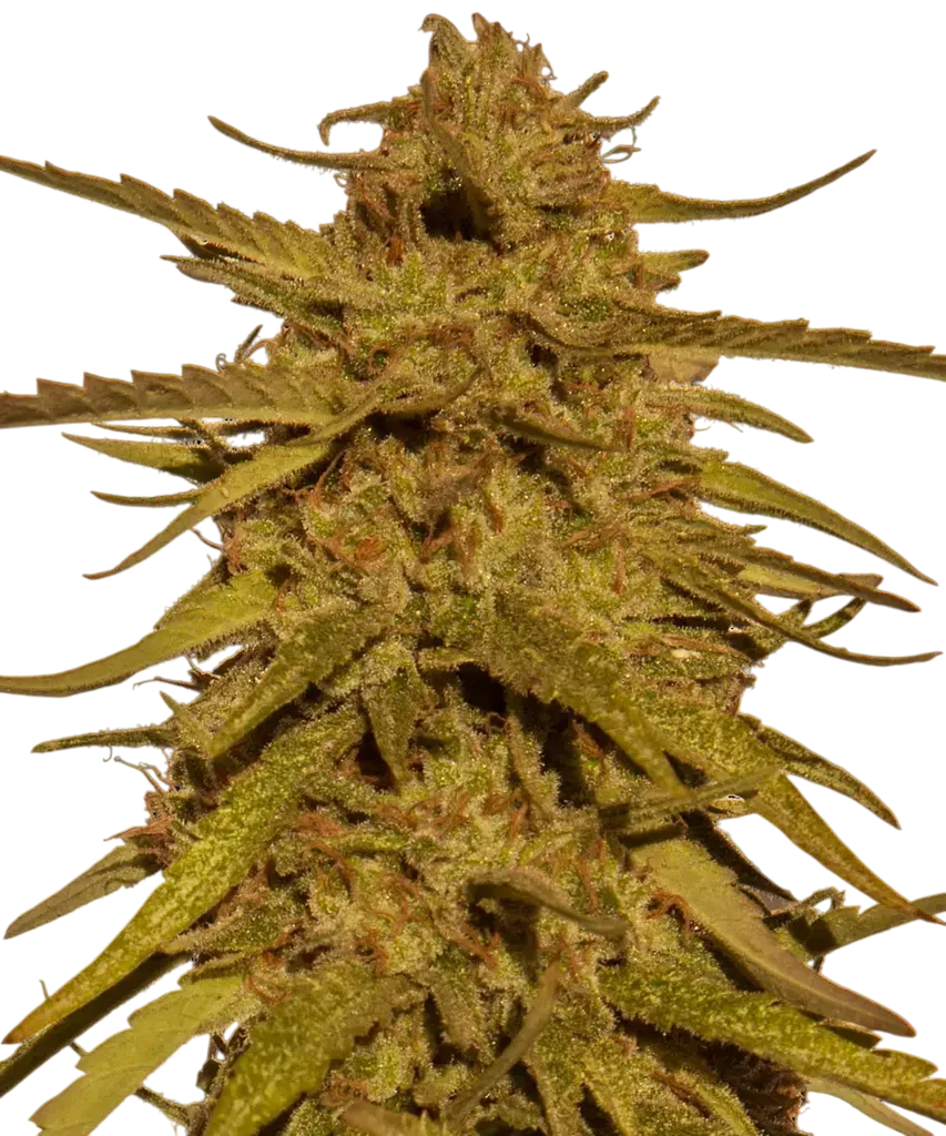 Pineapple Haze | PHOTOREG | Barneys Farm