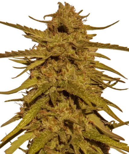 Pineapple Haze