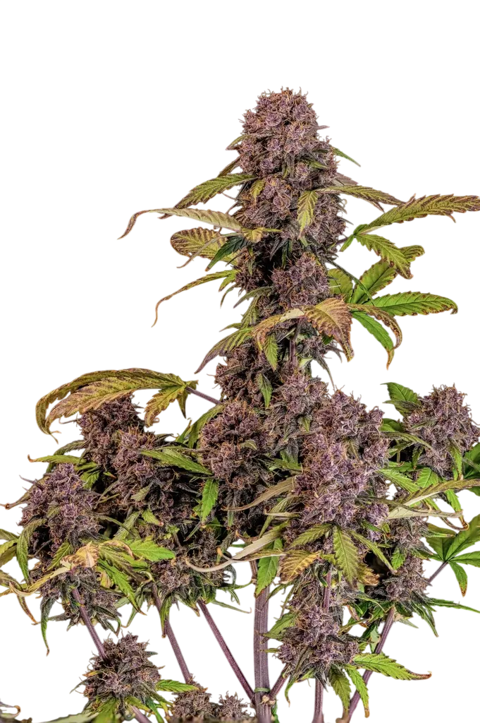 Lemon Cherry Cookies Auto | AUTOFEM | Fast Buds