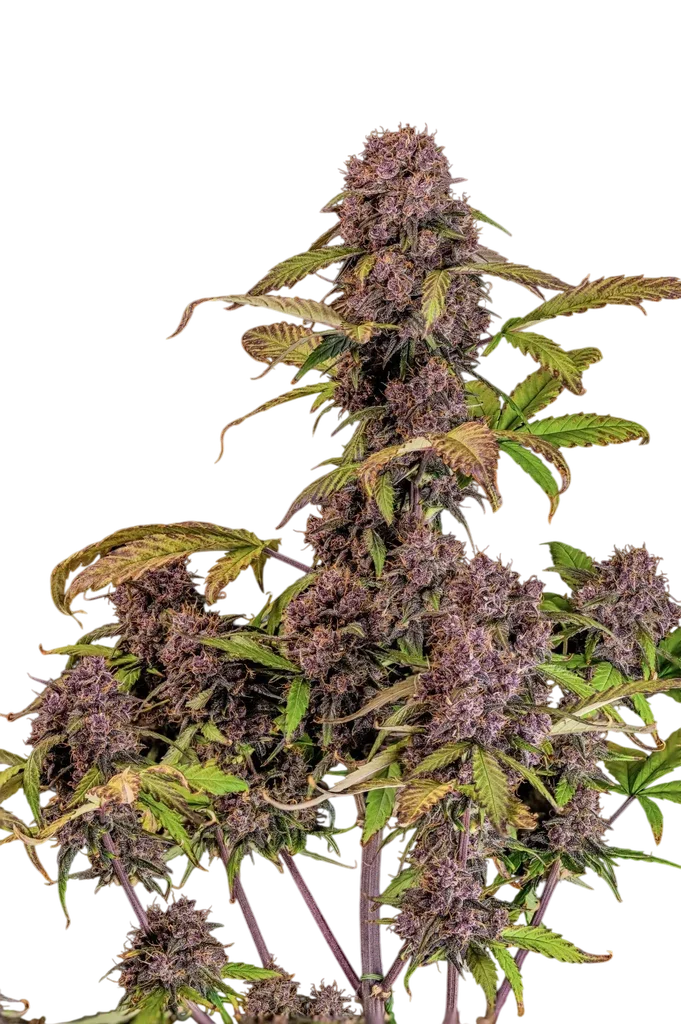 Lemon Cherry Cookies Auto | AUTOFEM | Fast Buds
