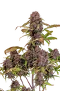 Lemon Cherry Cookies Auto | AUTOFEM | Fast Buds