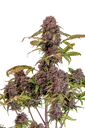 Lemon Cherry Cookies Auto | AUTOFEM | Fast Buds