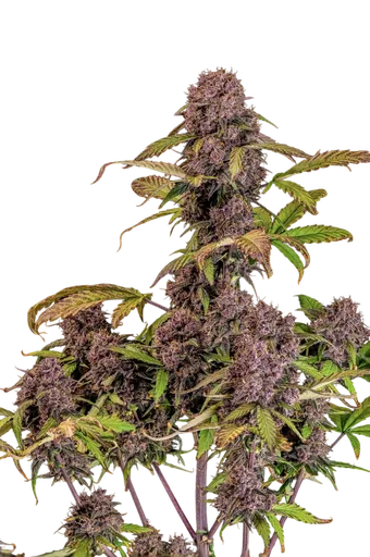 Lemon Cherry Cookies Auto | AUTOFEM | Fast Buds