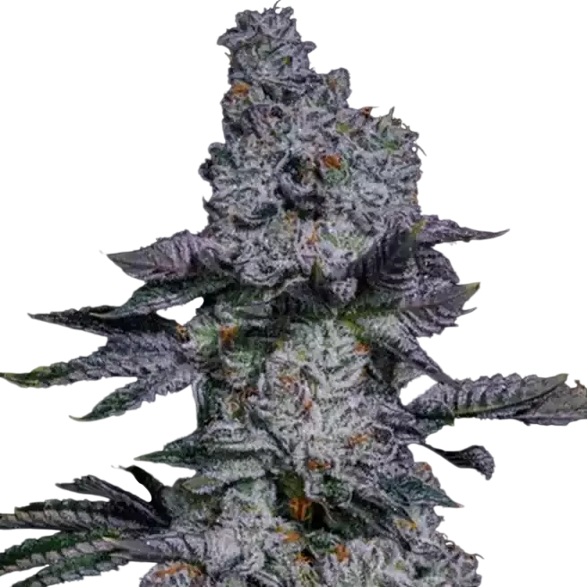 Pineapple Runtz Auto – Produktansicht