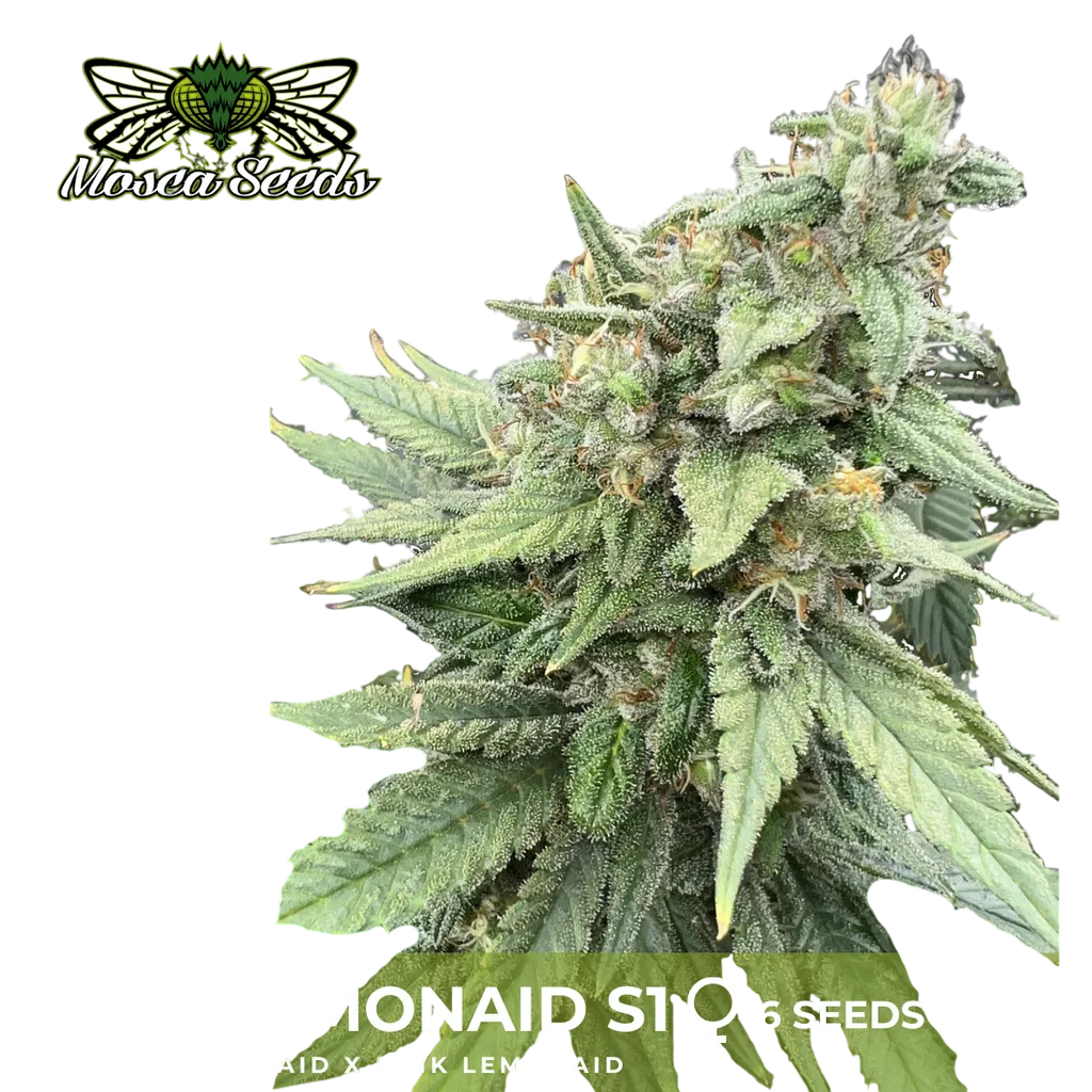 Pink LemonAid S1 | PHOTOFEM | Mosca Seeds