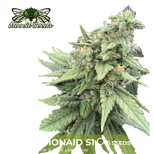 Pink LemonAid S1