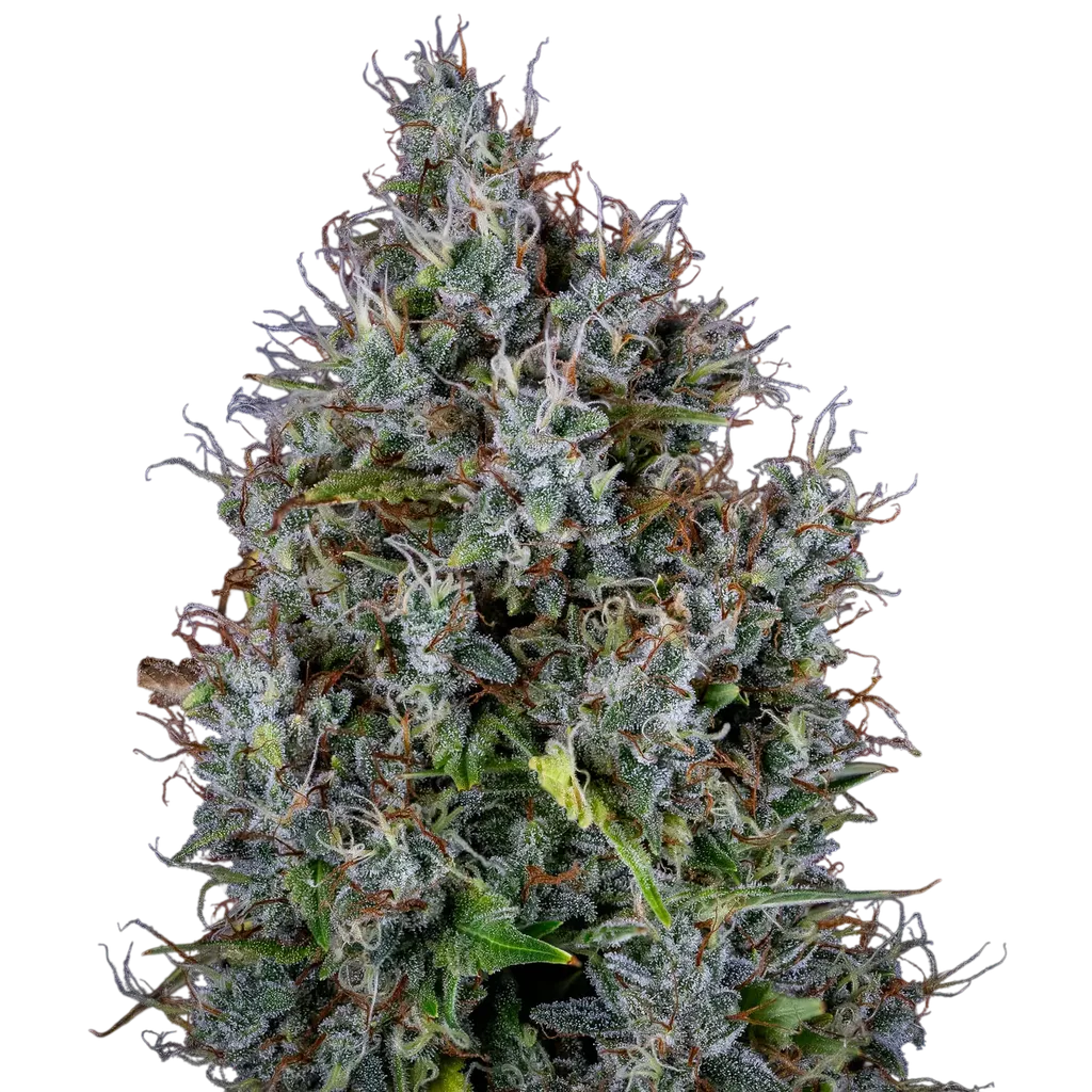 Pink Panama Auto | AUTOFEM | Mephisto Genetics