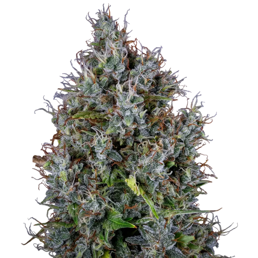 Pink Panama Auto | AUTOFEM | Mephisto Genetics