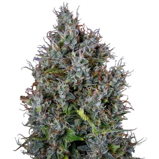 Pink Panama Auto | AUTOFEM | Mephisto Genetics