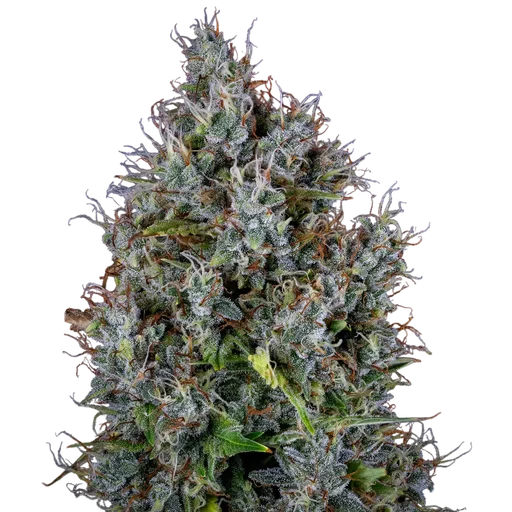 Pink Panama Auto