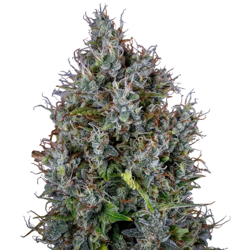 Pink Panama Auto