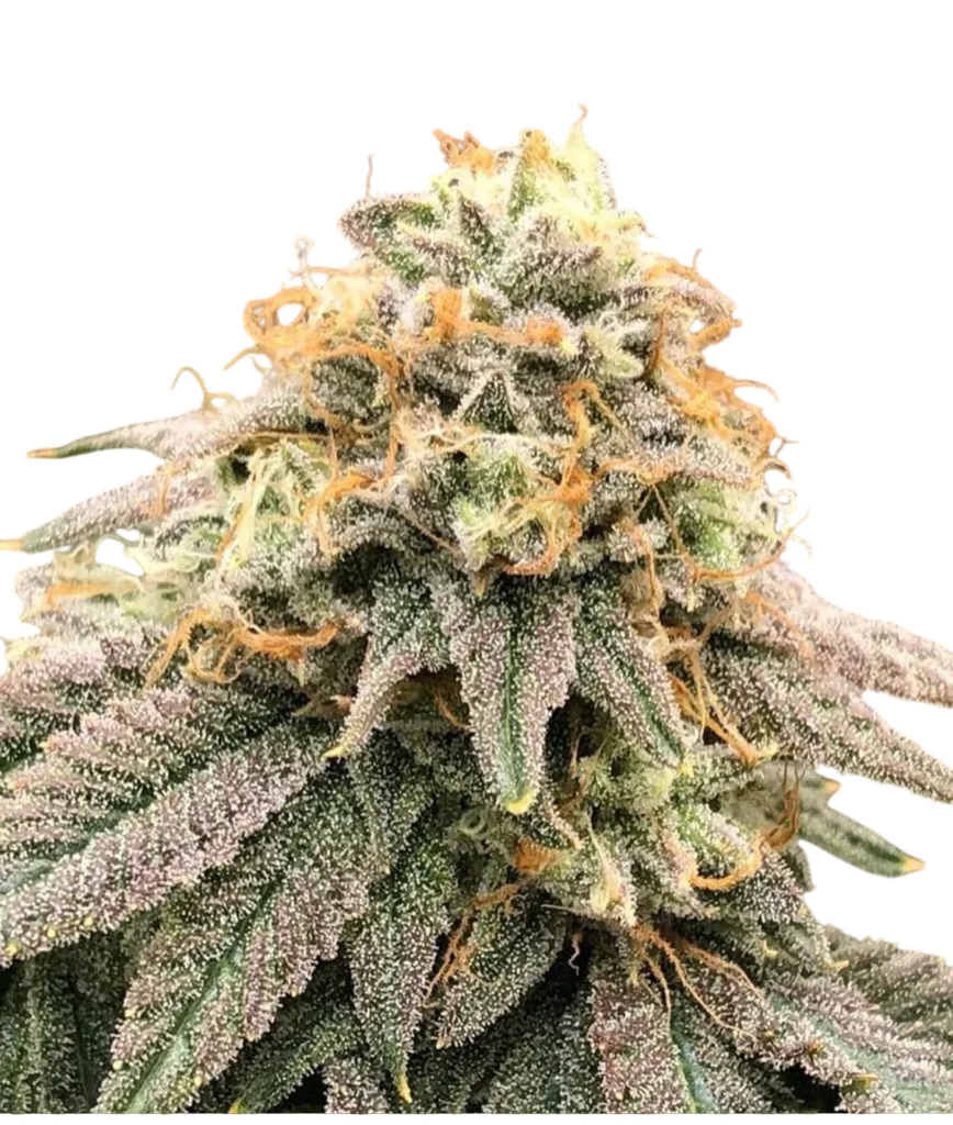 Pinkz | PHOTOFEM | Pheno Finder Seeds