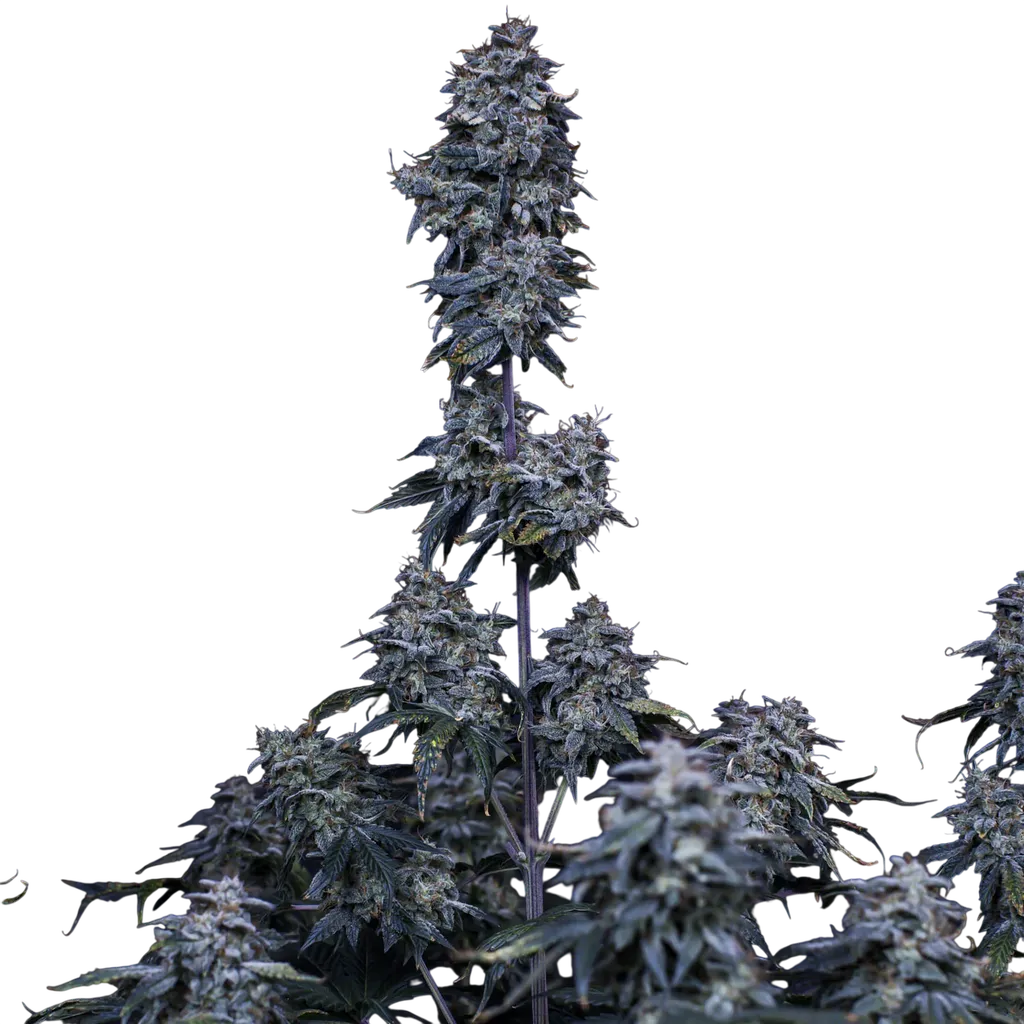 Pinot Noir Auto | AUTOFEM | Mephisto Genetics