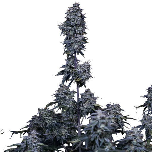 Pinot Noir Auto | AUTOFEM | Mephisto Genetics