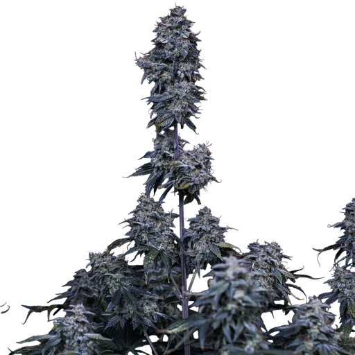 Pinot Noir Auto