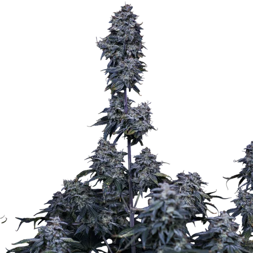 Pinot Noir Auto