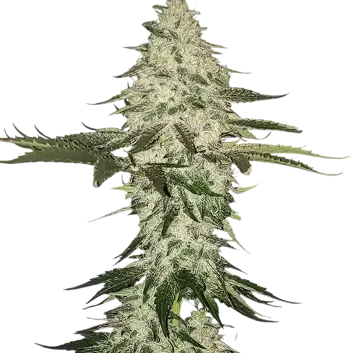 Planet of the Grapes Auto | AUTOFEM | Ethos Genetics