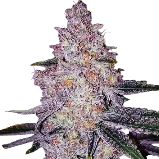 Planet of the Grapes RBX