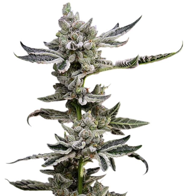 Platinum Affie 78 | PHOTOREG | Green Bodhi