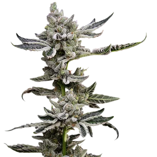 Platinum Affie 78