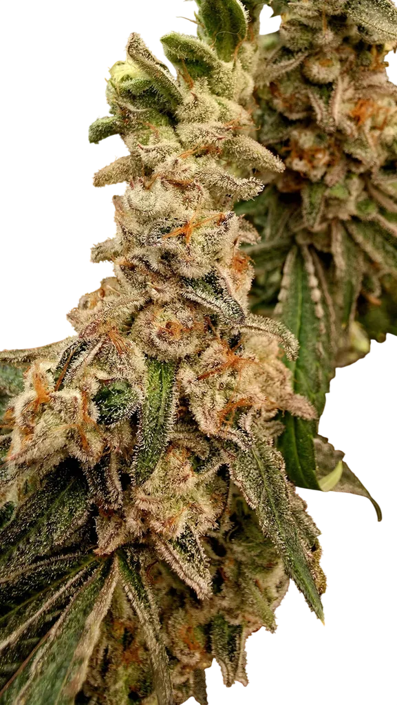 Platinum Capone | PHOTOFEM | Elev8 Seeds