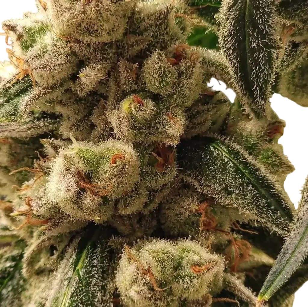 Pluto Cookies IBL Auto – Produktansicht