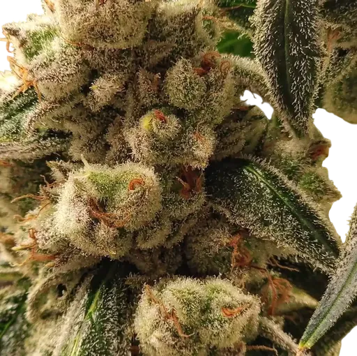 Pluto Cookies IBL Auto | AUTOFEM | Ethos Genetics