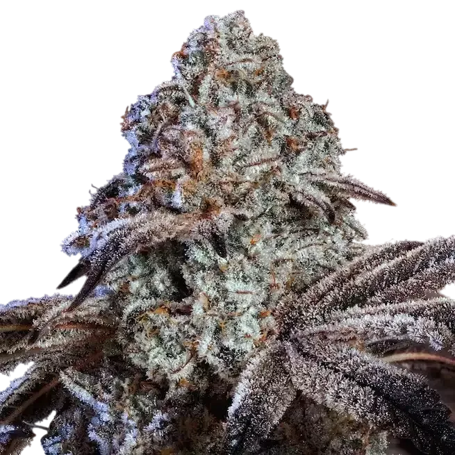 Psy-Op R1 | PHOTOFEM | Ethos Genetics