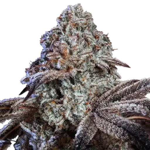 Psy-Op R1 | PHOTOFEM | Ethos Genetics