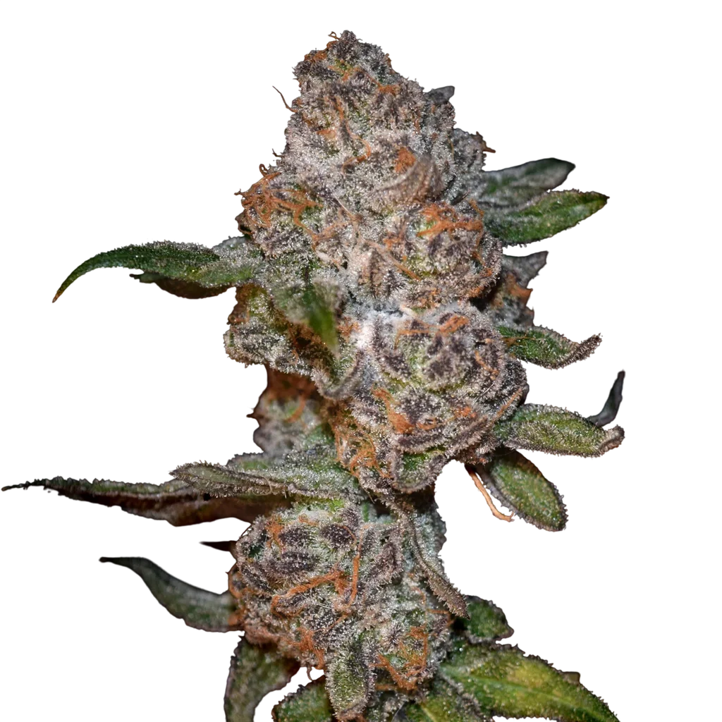 Punch Drunk Ape | PHOTOFEM | Elev8 Seeds