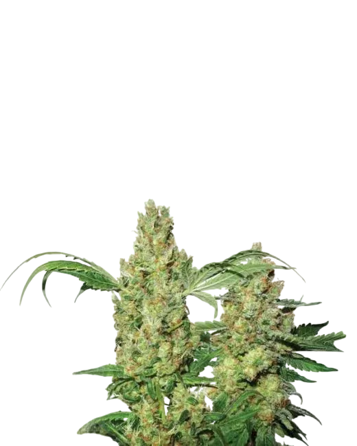 Pure Power Plant Auto | AUTOFEM | Nirvana Seeds
