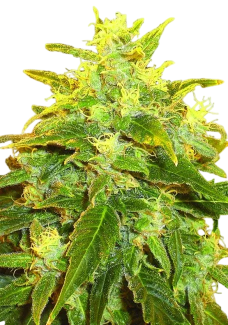 Pure Power Plant | PHOTOREG | Nirvana Seeds