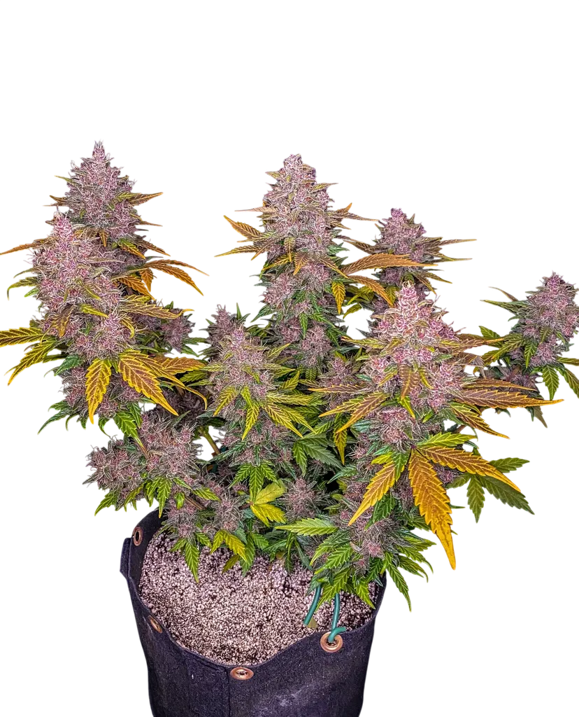 LSD-25 Auto | AUTOFEM | Fast Buds