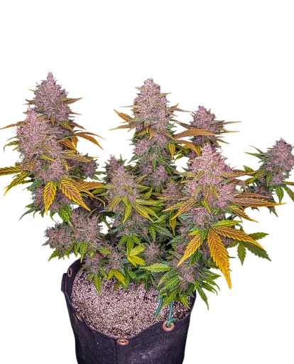 LSD-25 Auto | AUTOFEM | Fast Buds