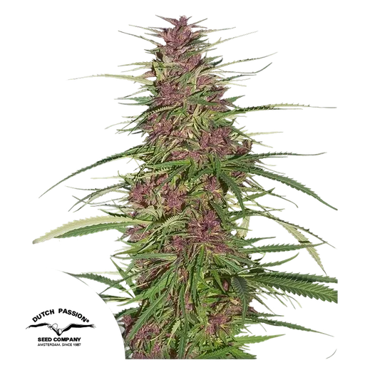 Purple #1