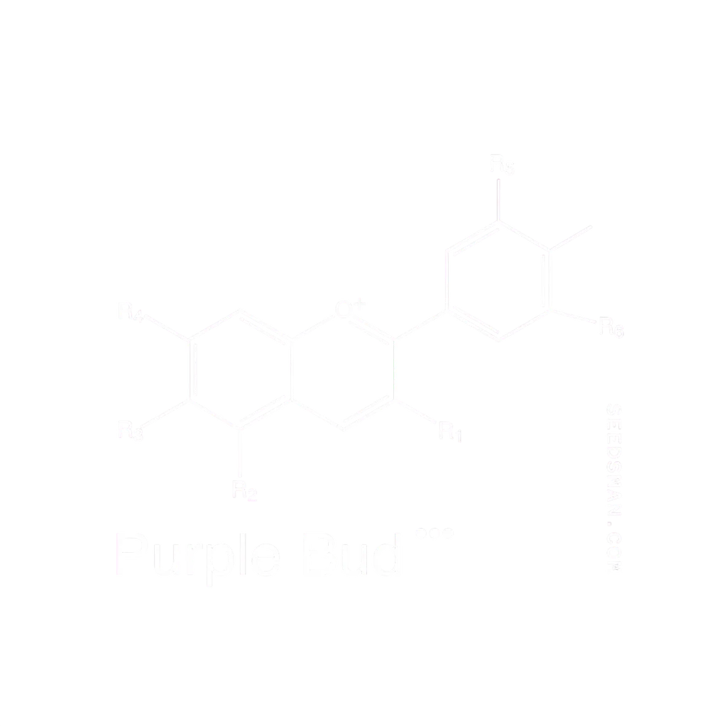 Purple Bud | PHOTOREG | Seedsman