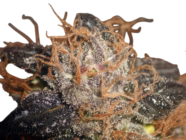 Purple Bud | PHOTOREG | Tiger One Bulk