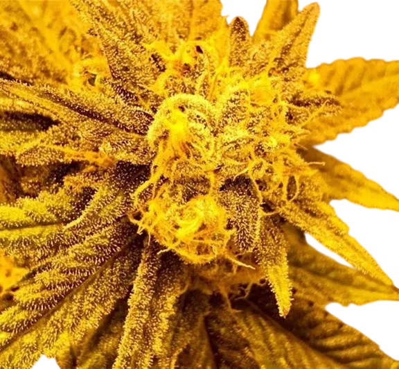 Purple Champagne | PHOTOREG | Grand Daddy Genetics
